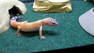 Leopard geckos first attempt with large crickets [upl. by Tifanie959]