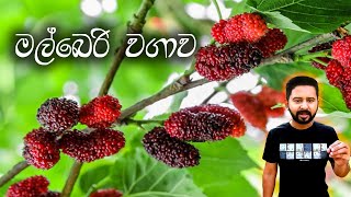 මල්බෙරි වගාව  රස ගුණ පිරි Mulberry wagawa [upl. by Takakura]