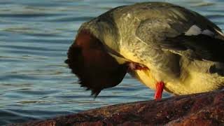 Goosander standing by the shore preening [upl. by Dihgirb]