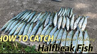 Singapore Fishing  How to catch halfbeak fish  Marina South [upl. by Menides]