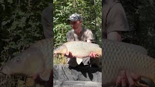 Carp in the mat Carpfishing carpfishing shorts [upl. by Enelyt]