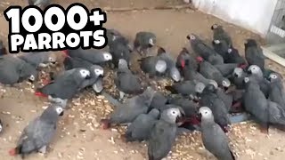 OVER 1000 AFRICAN GREY PARROTS  NEVER SEEN SO MANY 😱 [upl. by Orville]