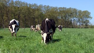 Lélevage bio des vaches laitières à la Bergerie nationale [upl. by Eirojam893]