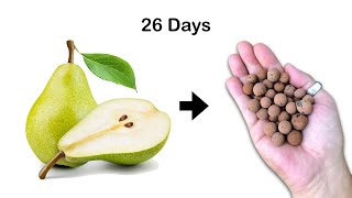 119 How to Grow Pear Tree from Seed at Home  Part 1  026 Days [upl. by Yardna]