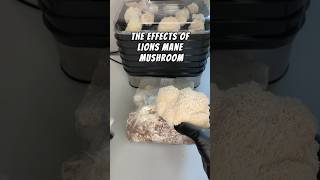 Boost Brain Power with Lions Mane Mushroom shorts shortvideo medicinal fungi [upl. by Ethelin]