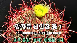 독특한 가시 선인장 강자류의 꽃 Cactus flowers 특이한 가시 식물 Ferocactus amp Echinocactus 호두 능파 태평환 아름다운 꽃 예쁜 꽃 [upl. by Hsirap]