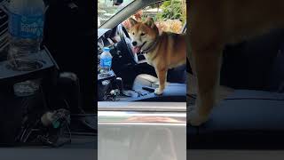 Dogs in cars doglike dogsarelife dogsincars carride petsinyoutube dogreels dogtrip shibadog [upl. by Odlopoel]