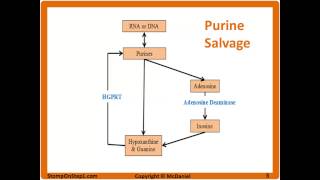 Purine Salvage Pathway LeschNyhan Syndrome SCID Gout treatment Allopurinol Uric Acid Renal Stone [upl. by Pachston]