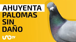 Formas para alejar a las palomas y no lastimarlas [upl. by Vange434]