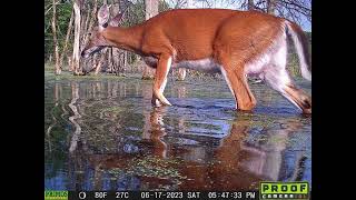 WILDLIFE TRAIL CAMERA PHOTO COMPILATION PA WILDLIFE WATCH [upl. by Hardden]