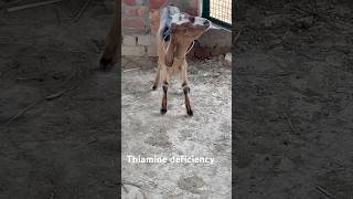 Thiamine deficiencycirg goat youtubeshorts viralshort viralvideo farmvillagelife farming [upl. by Nagah]