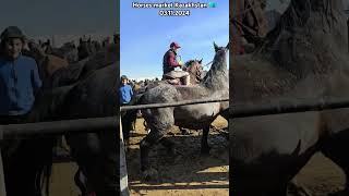 horse stallion equestrain horsemarket youtubeshorts [upl. by Channing]