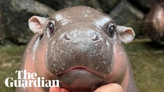 MooDeng the twomonthold baby pygmy hippo becoming an online giant [upl. by Anialad]