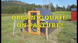 Organic Quail 3 Out on Pasture [upl. by Morgenthaler]