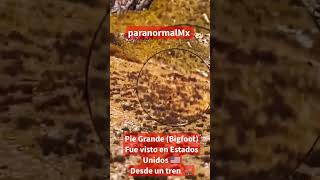 Pie Grande Bigfoot visto en Estados Unidos 👀😱 🇺🇸 paranormal ‎paranormalMxYT [upl. by Kenji]