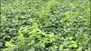 Agriculture Land For Sale in Sangareddy District 15 Lakhs per Acre 2 Acres [upl. by Ennaed]