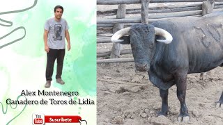 CRIANZA DE TOROS DE LIDIA EN LAMBAYEQUE ENTREVISTA AL GANADERO ALEX MONTENEGRO [upl. by Kealey]