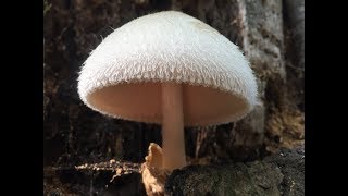 Identifying the Volvariella bombycina Silky Rosegill [upl. by Pollerd]