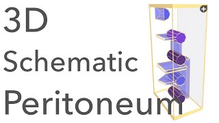 Peritoneum  3D Schematic Anatomy amp Relations [upl. by Yerag607]