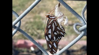 Life Cycle of the Gulf Fritillary Butterfly [upl. by Diraf530]