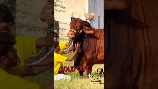 cowman cattle cattlefarming cowslover cowandbull cattleman decentcattlefarm sheikhadeeb [upl. by Eolc]