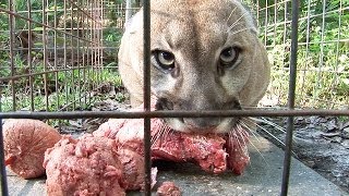 How to Feed 100 BIG CATS [upl. by Akimot]