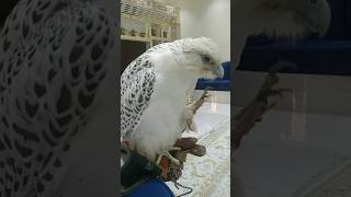 Gyrfalcon is cool 😎birds falcon explore parrot eagle qatar russia pigeon dubai india [upl. by Wengert279]