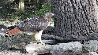 A huge redtailed hawk at the water bowl [upl. by Lisette]