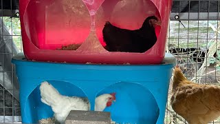 4 12 month chick chicken update We’re getting eggs Coop Nesting box Buff Orpington Rhode Island [upl. by Bosson392]