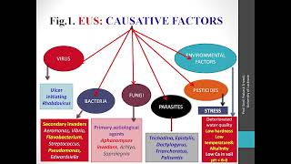 Epizootic Ulcerative Syndrome [upl. by Tdnerb39]