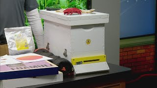 Preparing honeybee hives for winter [upl. by Ilyk]