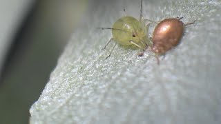 Aphids in a sage home timelapse [upl. by Aelhsa532]