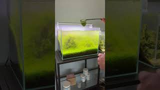 Quick Carpet Trim  What to add  aquarium fishtank plantedtank aquascape [upl. by Notle]