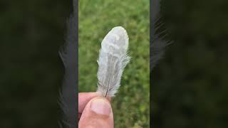 A feather from a leucistic pheasant [upl. by Evelunn]