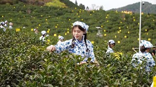 Merchants drawn to origin of worldfamous black tea as tea picking begins in Chinas Qimen [upl. by Lindsley]