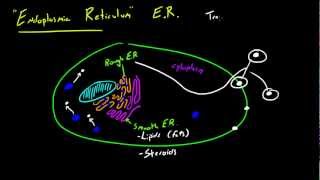 Biology Lecture  22  Endoplasmic Reticulum [upl. by Leund969]