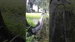 Black Crowned Night Heron visits the pond nature wildlife birds florida heron [upl. by Artkele]