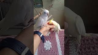 😳 cockatiel cocktailparrot birds parrot pets cute mabirdcare cockatielbird cockatielparrot [upl. by Adolfo]