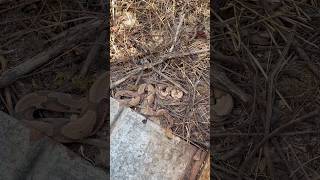 Finding THREE COPPERHEADS under metal alabamaherping copperhead herping flipclip snakes [upl. by Saffian]