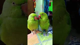 Main Tota Hare Rang ka Dikhta Mitthu Mitthu shotrs birds parrot parrotvideo 🥰 [upl. by Stern]