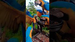 blueandgold macaw breakfast parrot youtubeshorts shorts explorer seeds petlover yt trend [upl. by Tracay940]