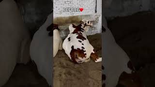 BACHPAN SA PALA THA DIL SAI PEHLI BAAR😭😭 cow bull dangerousbulls beautifulbull cowlover [upl. by Nylatsirk956]