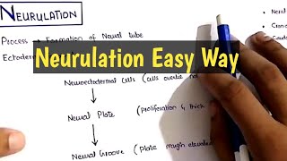 Neurulation Embryology Made easy [upl. by Gide]