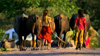 Girls herding livestock and cattle in rural Uttar Pradesh [upl. by Noble]