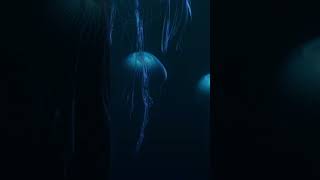 2HR Sleep Ambience  Jellyfish Aquarium meditation sleepambience relaxing underwater [upl. by Valenba]