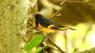 American Redstart  Pat ONeil Bird IDs [upl. by Hanikehs]