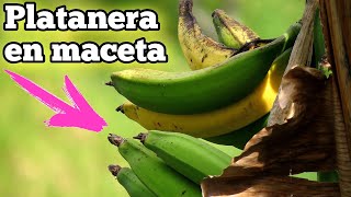 🍌 CULTIVA Plátanos en CASA  Como plantar una PLATANERA en Maceta  Sembrar Bananera Cuidados [upl. by Dnartreb]