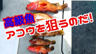 No72 高級魚アコウを狙うのだ！【アコウ】 [upl. by Aracot]