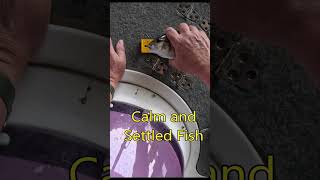 How to calm a fish when handling shorts fishingaustralia fishing [upl. by Ymrej584]