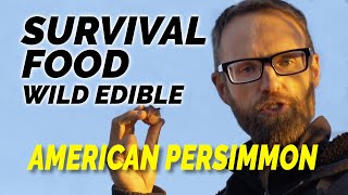 Survival Food The Wild Edible American Persimmon Foraging Diospyros virginiana [upl. by Nahseez237]